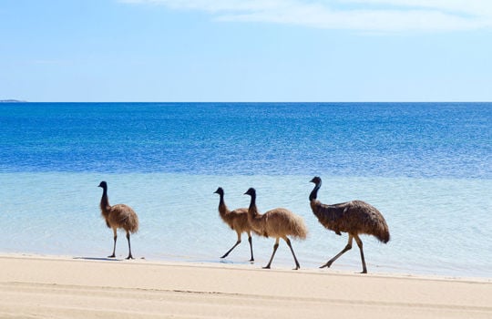 Nachhaltige Erlebnisse in Südaustralien