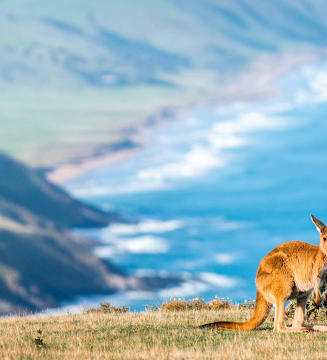 Der Southern Ocean Drive: Fleurieu Peninsula, Limestone Coast und Kangaroo Island