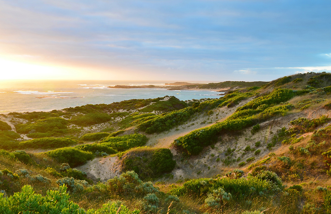 Der Southern Ocean Drive: Fleurieu Peninsula, Limestone Coast und Kangaroo Island