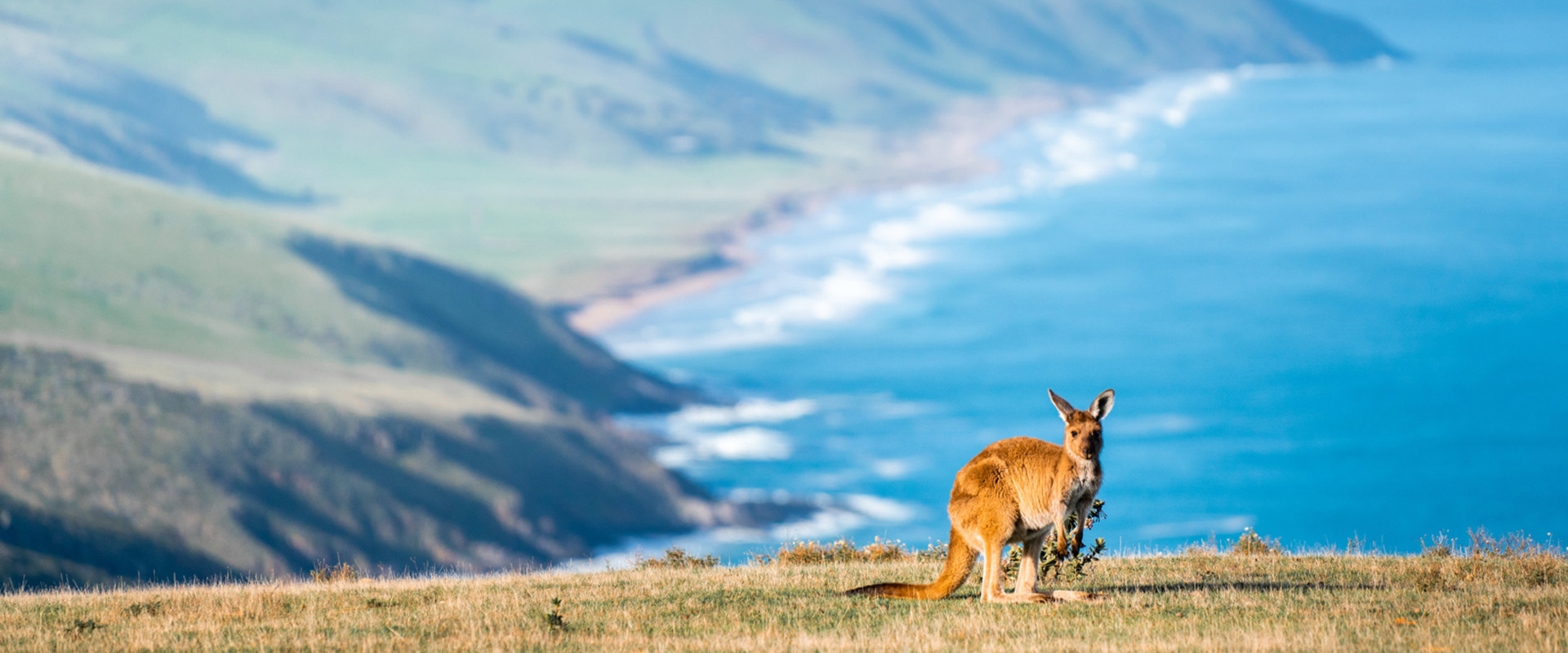Der Southern Ocean Drive: Fleurieu Peninsula, Limestone Coast und Kangaroo Island