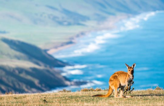 Der Southern Ocean Drive: Fleurieu Peninsula, Limestone Coast und Kangaroo Island