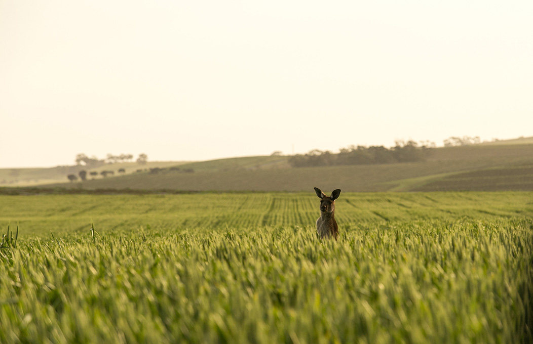 Kangaroo, Clare Valley
