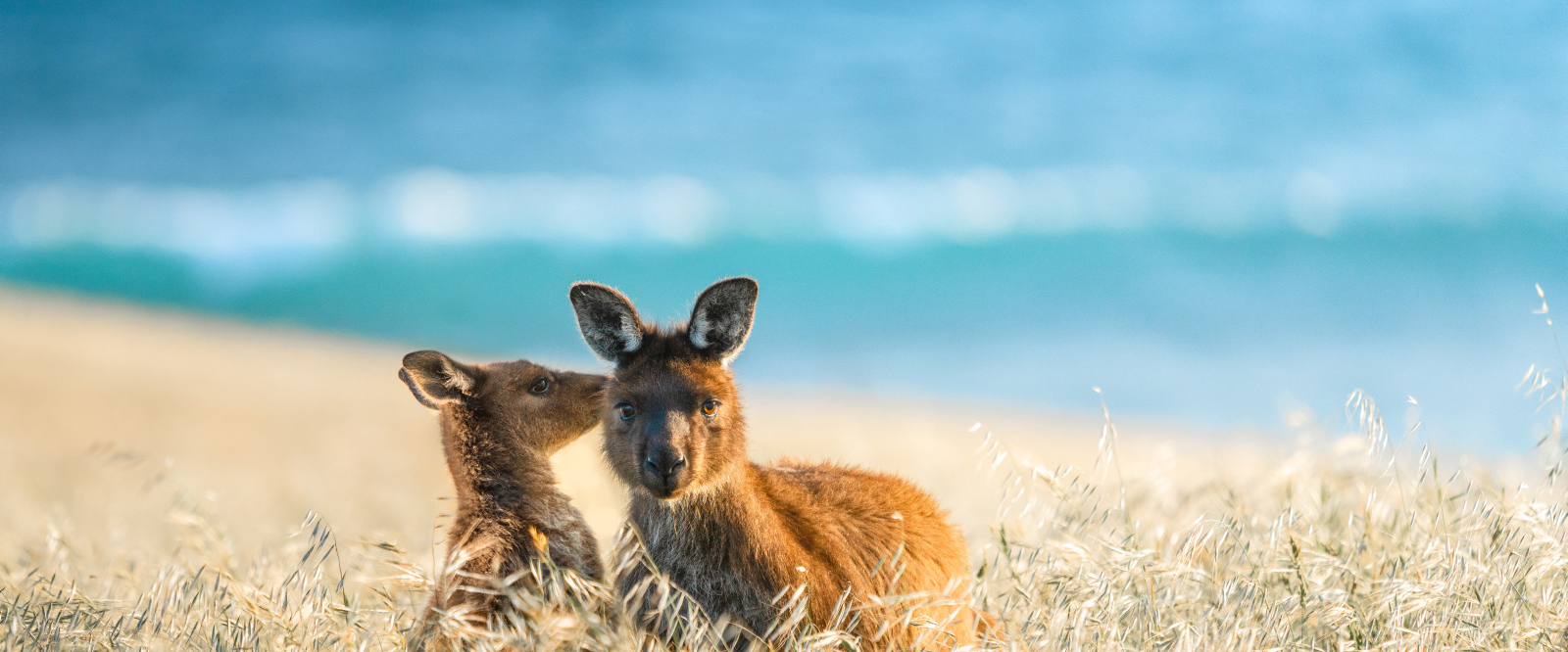 Cape Willoughby, Kangaroo Island