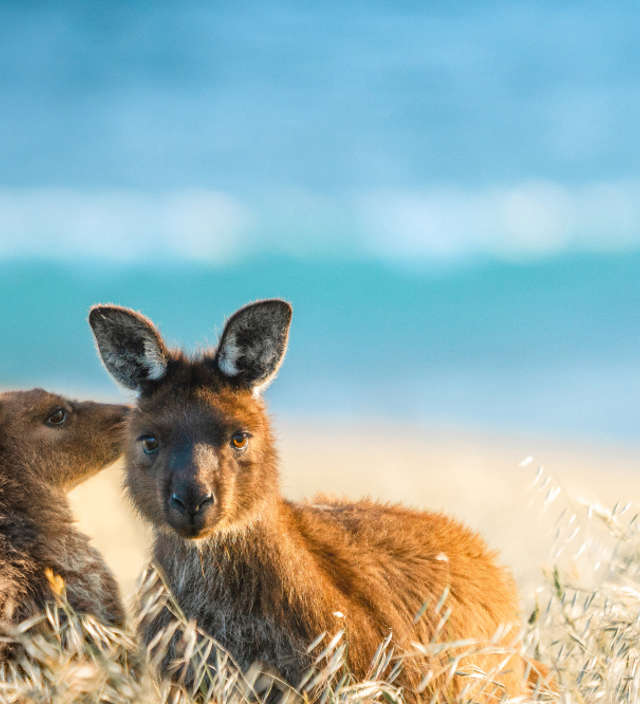 Die schönsten Erlebnisse auf Kangaroo Island 