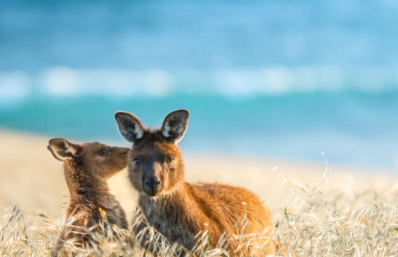 Cape Willoughby, Kangaroo Island
