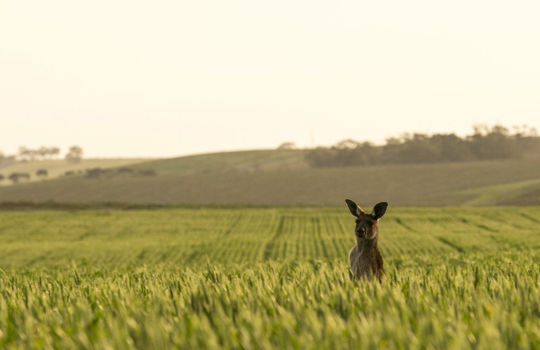Clare Valley