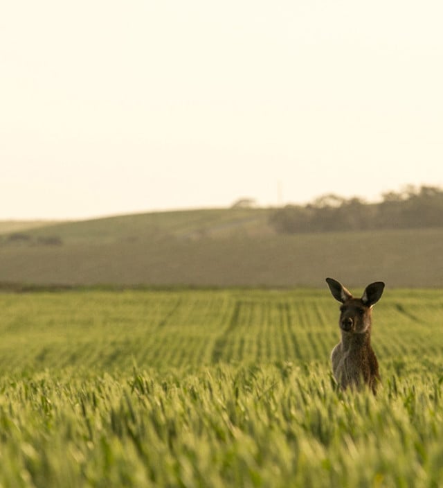 Nach Adelaide und Südaustralien reisen
