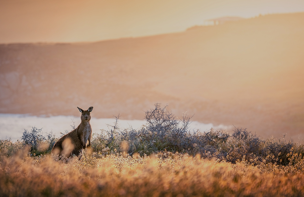 Reiseangebot Kangaroo Island