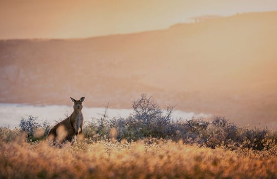 Reiseangebot Kangaroo Island