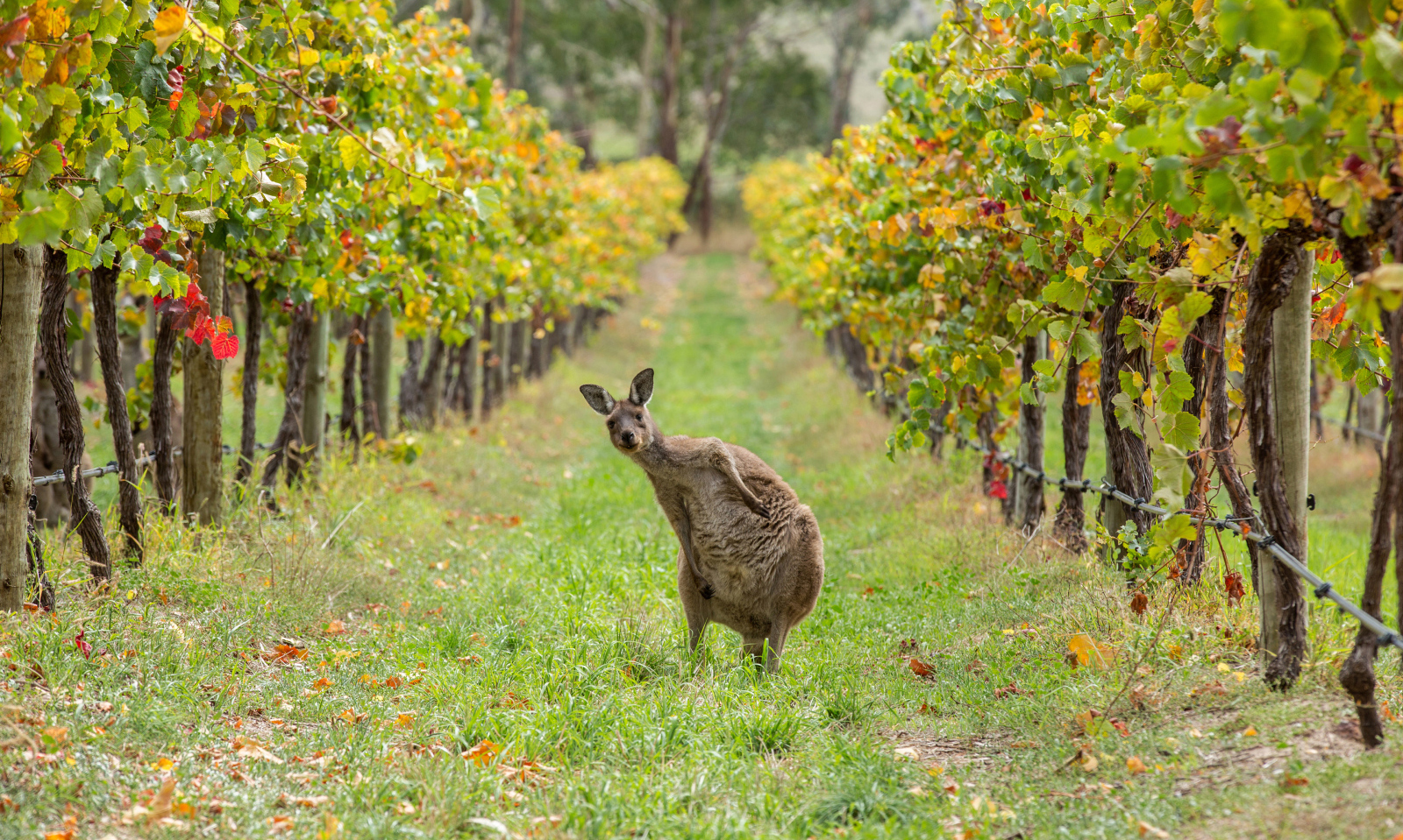 Kangaroo in vines, Adelaide Hills