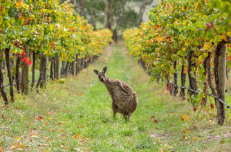 Kangaroo in vines, Adelaide Hills