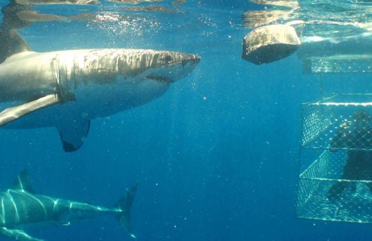 Die acht schönsten Unterwasser-Safaris in Südaustralien