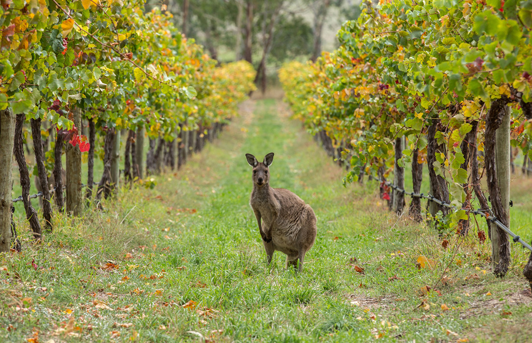 Kangaroo in vineyard, Adelaide Hills