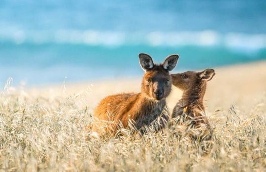 Reiseangebot Adelaide & Kangaroo Island