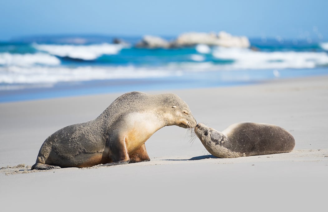 Nachhaltige Erlebnisse in Südaustralien
