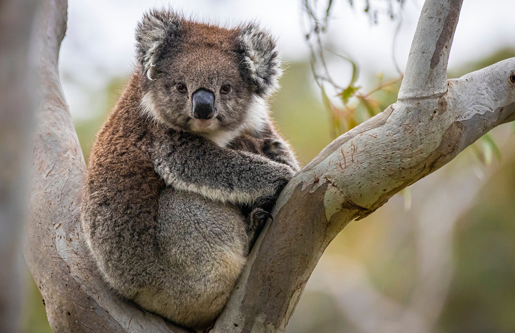 Die fünf besten Arten, in der Natur Südaustraliens zu entspannen