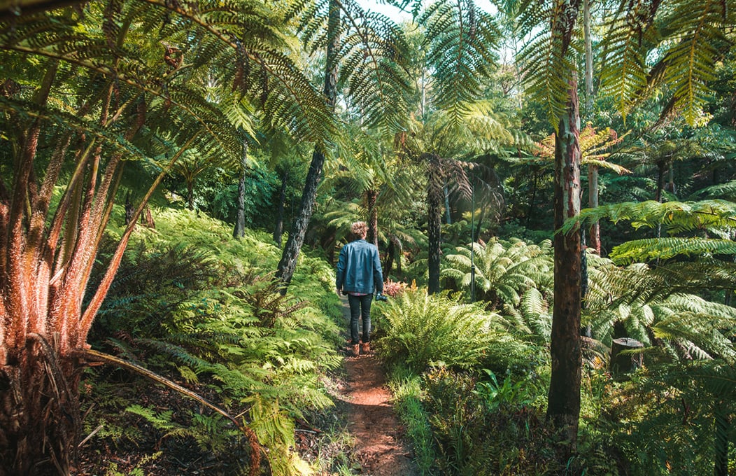 Mount Lofty Botanic Garden, Adelaide Hills