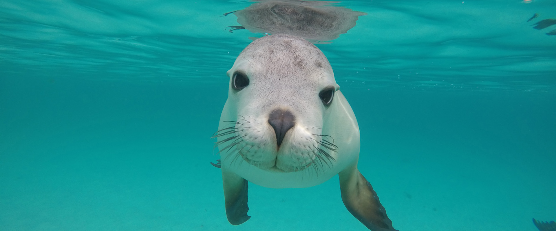 Hopkins Island, Eyre Peninsula
