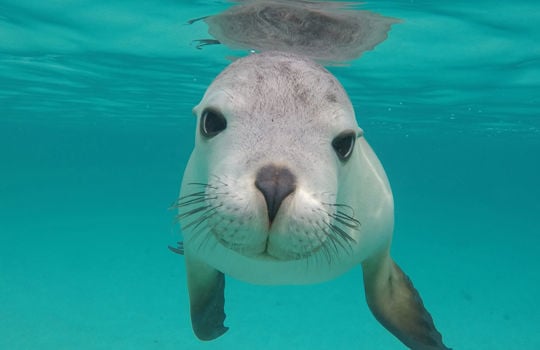 Hopkins Island, Eyre Peninsula