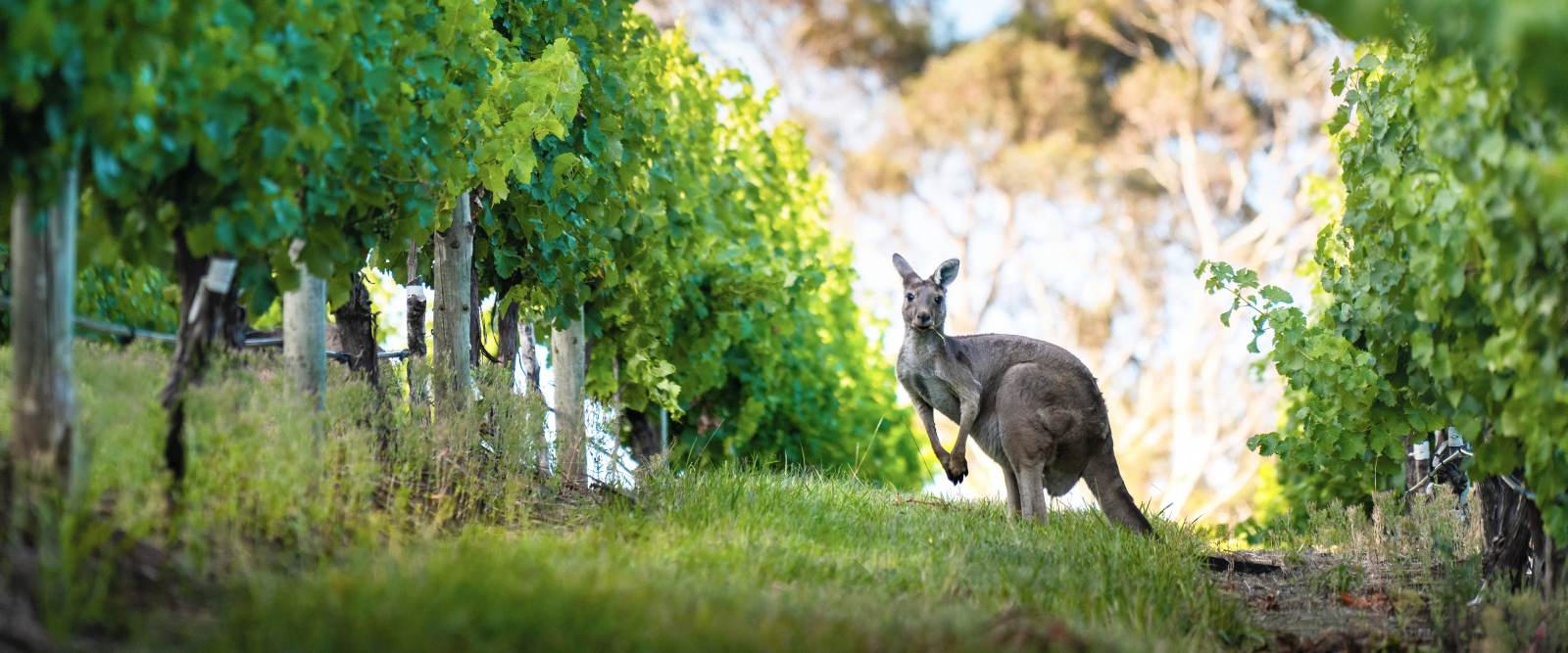 The Lane Vineyard, Adelaide Hills