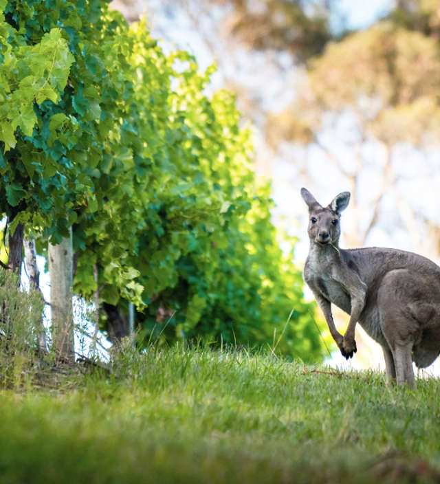 Nachhaltige Weingüter in Südaustralien