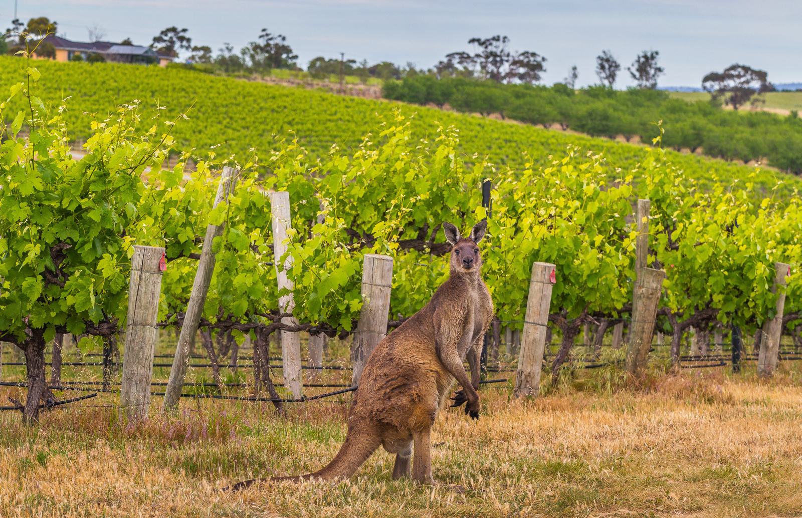 Kangaroo in vines, Fleurieu Peninsula