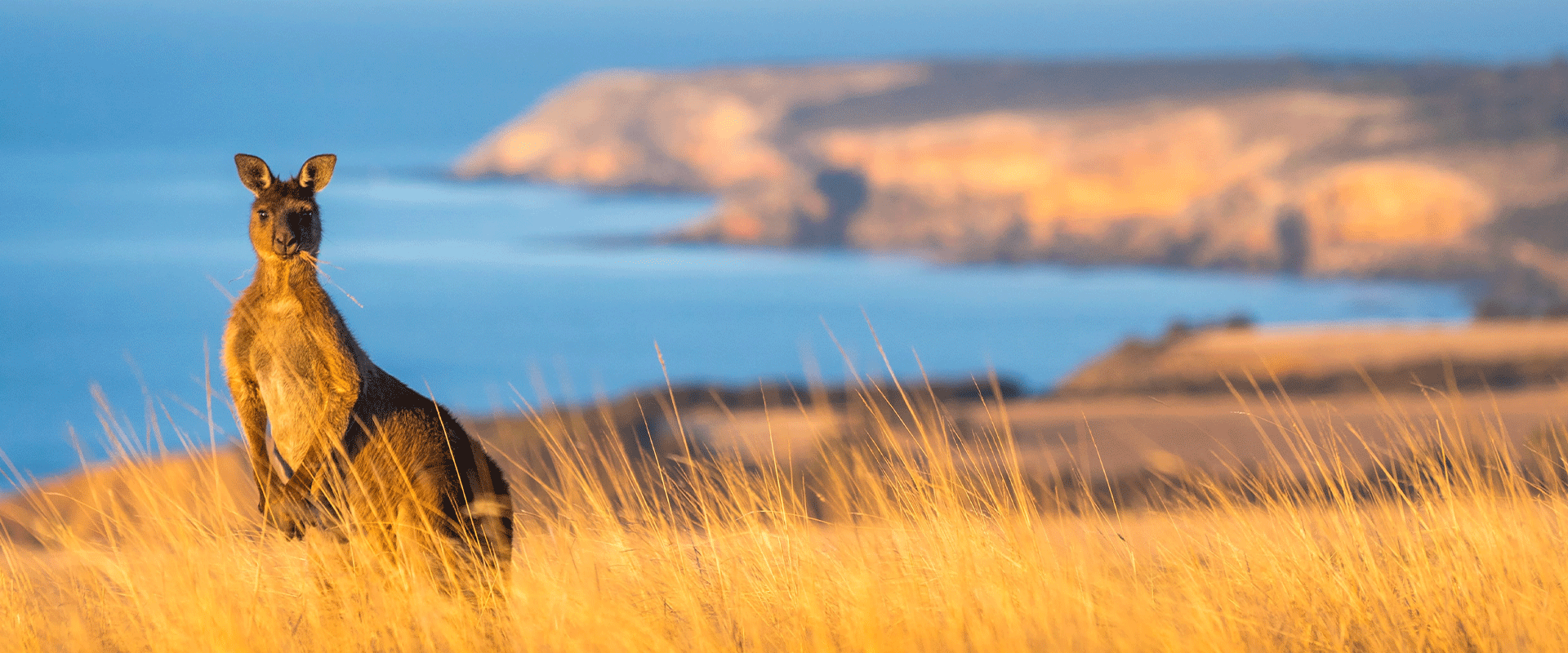 Kangarooisland Header 1920X800 (3)