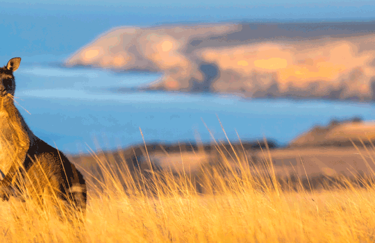 Kangarooisland Header 1920X800 (3)